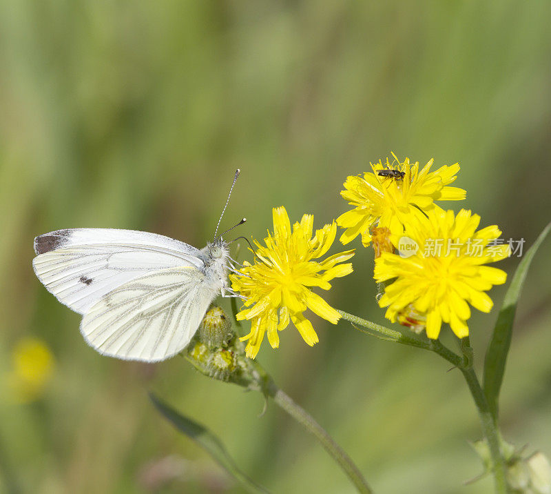 绿脉白蝶(Pieris napi)